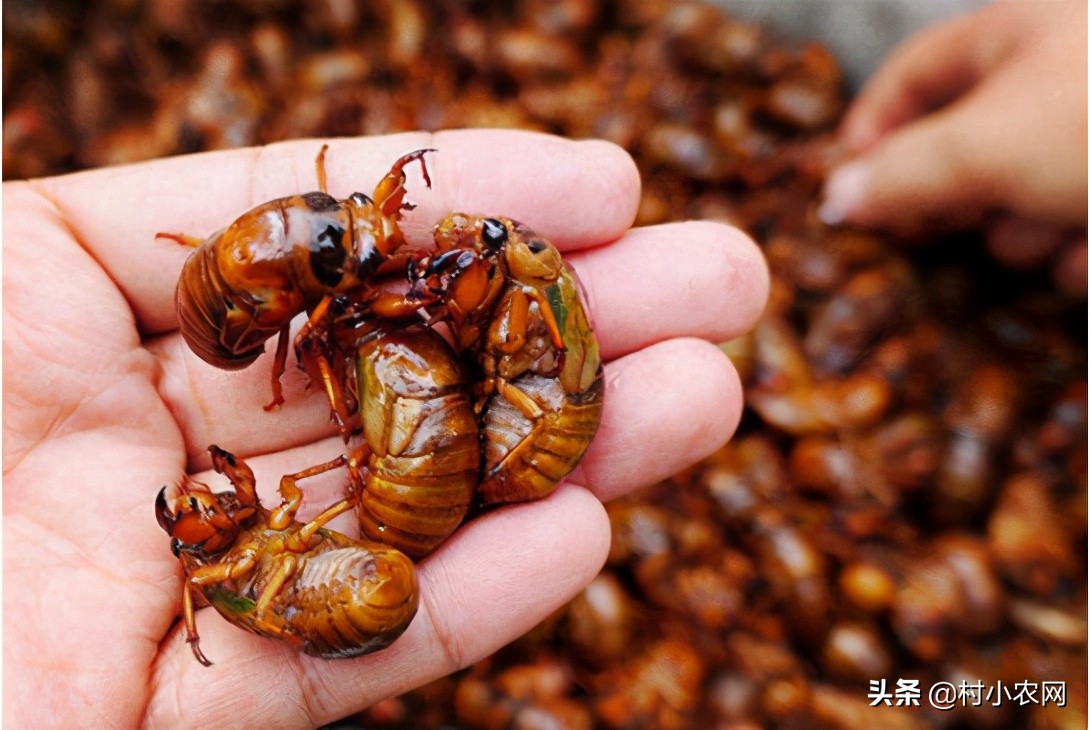 适合农村创业养殖项目有哪些,在农村创业养殖项目怎么做