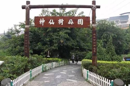 成都神仙树地理位置怎么样,成都市神仙树属于哪个区