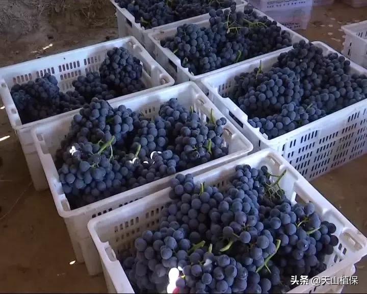 葡萄熟了直播间现场直播卖货,葡萄现场直播卖货