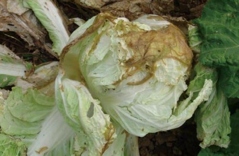 白菜心软腐病怎么办,白菜心腐烂怎么处理