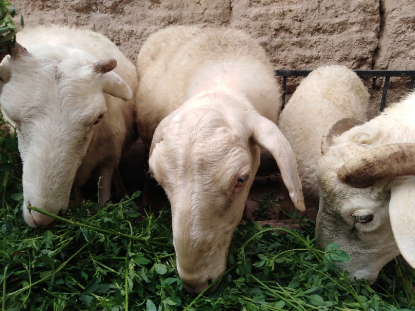 妊娠期母羊保胎是关键，老养殖户总结的这5点，实用又简单