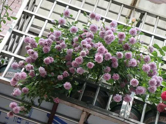 藤本月季秋季怎么修剪才会花墙,最丰花多季开花的藤本月季