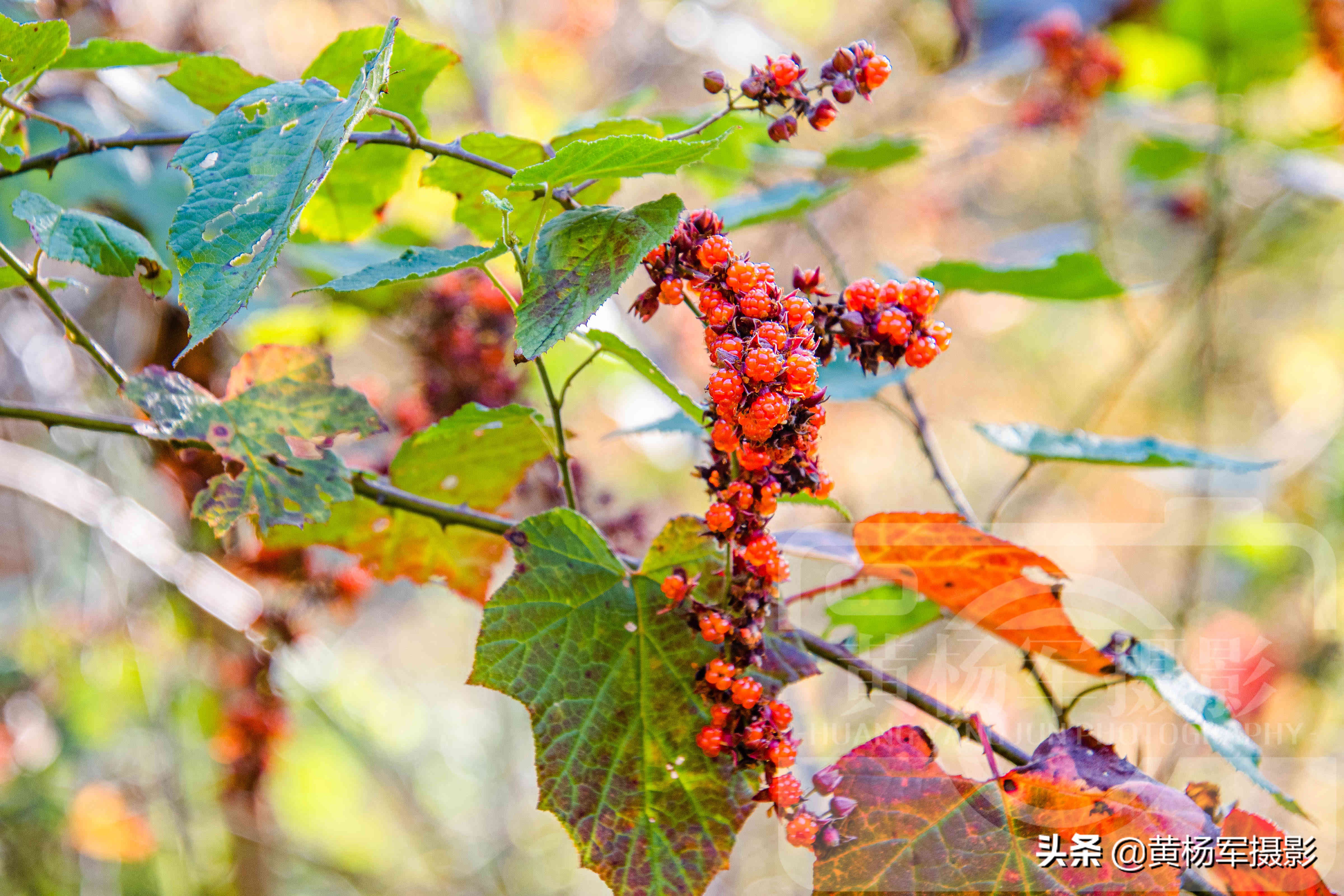 高粱泡黄色野果,高粱泡野果叫什么
