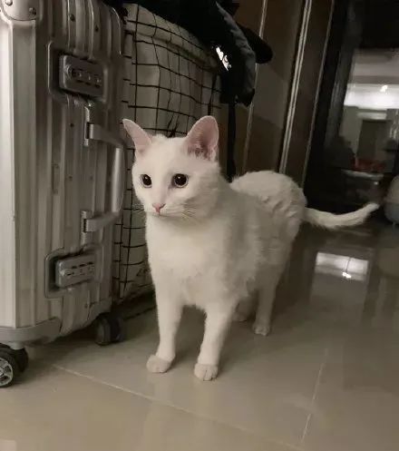 如何学会看猫咪的品相,成年猫咪如何看公母