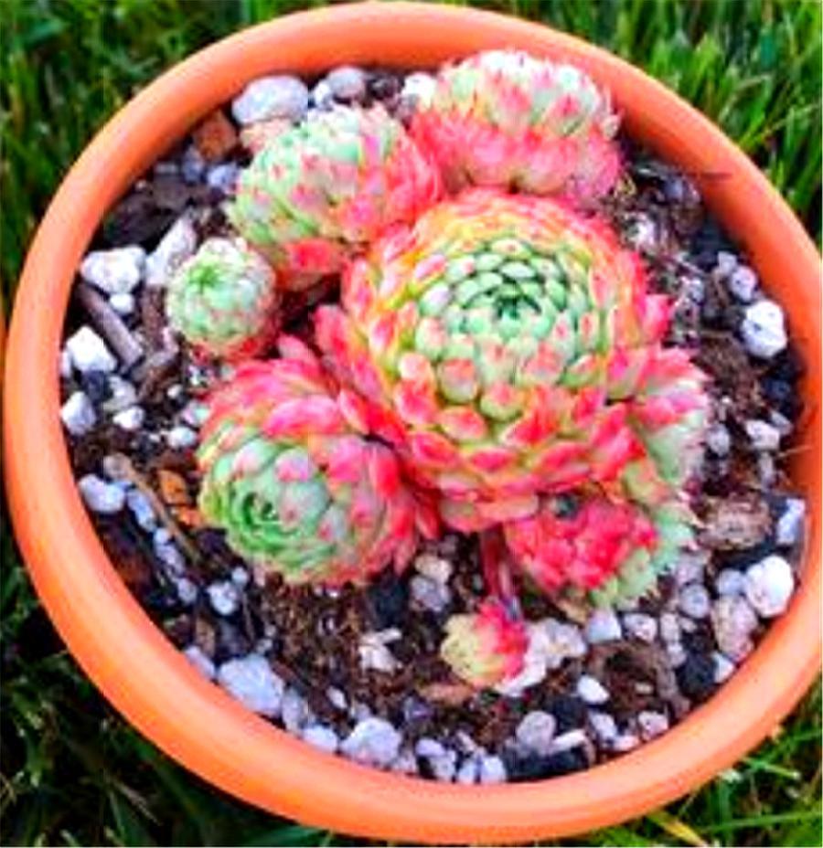 可爱的多肉萌宠,多肉植物小精灵怎么养