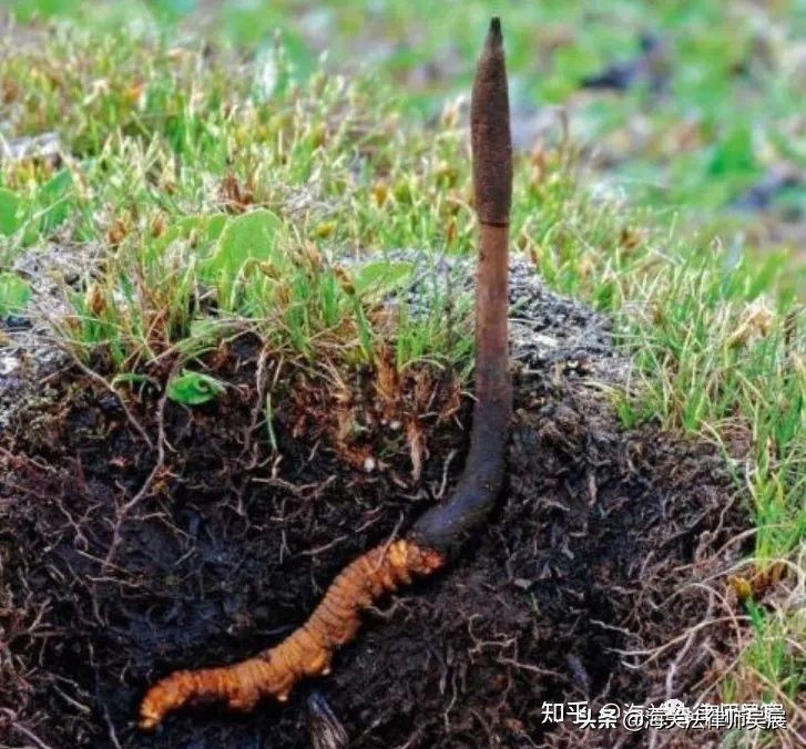 正品进口爽肤水有哪些成分,爽肤水有害成分分析