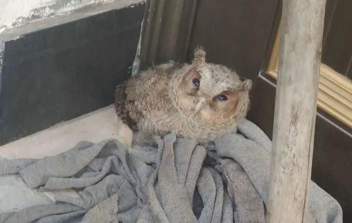 小鸟受伤怎么救治,小鸟受伤了怎么给自己治病