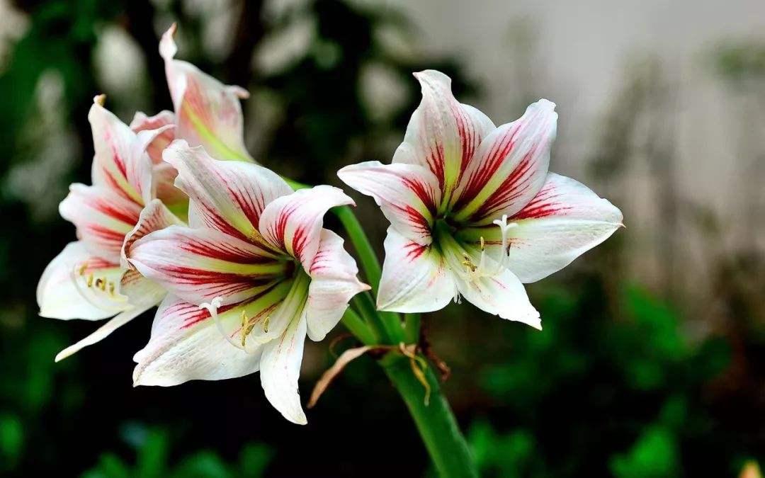 朱顶红养护有技巧，学会几个养护技巧，每年都开花，花大色艳