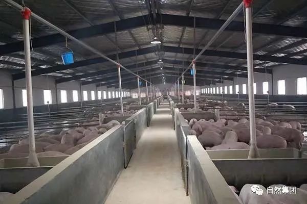 养殖怎么防治苍蝇,露天养殖能不能杀灭苍蝇