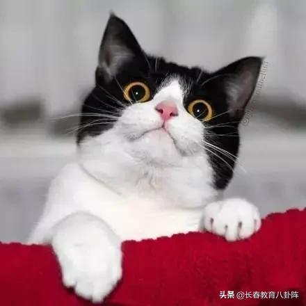 长春七中教学好不好,长春市七中怎样