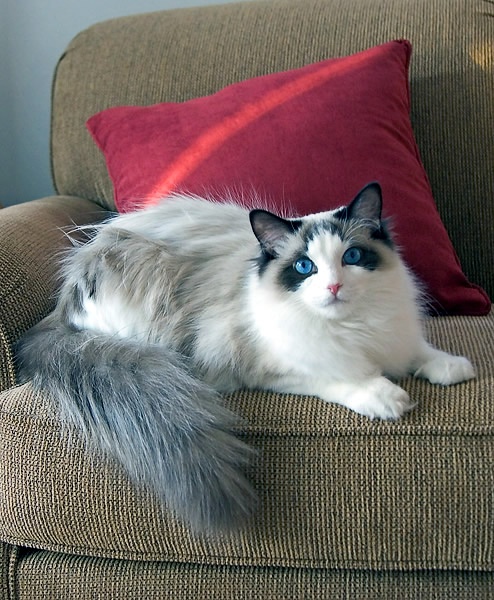 名贵猫咪的品种及图片大全,十大名贵猫咪品种排行榜