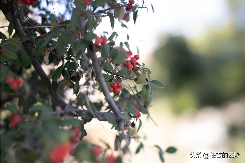 佳能rf85f1.2镜头值得买吗,佳能rf851.2与rf851.2ds测评