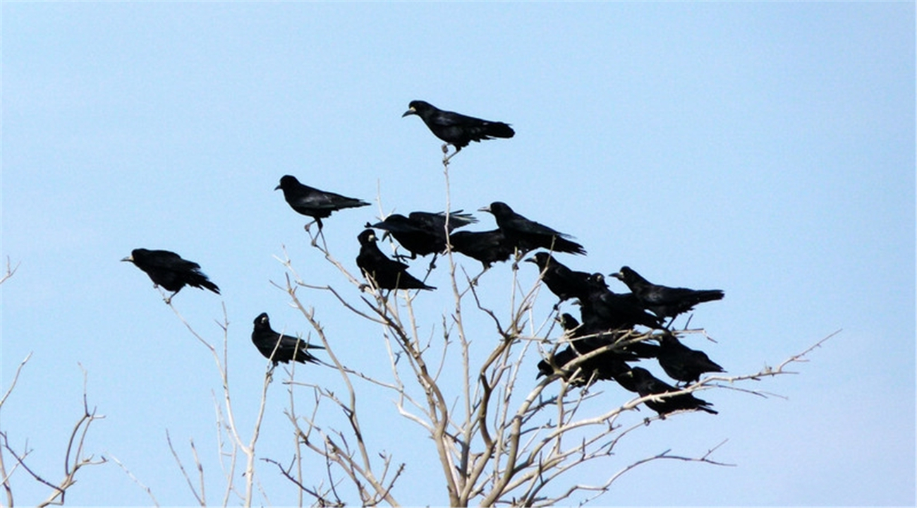 乌鸦死后，为什么周围会聚集一群活着的乌鸦？难道乌鸦也办葬礼？