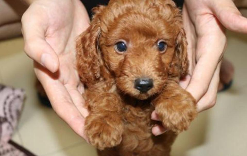 泰迪犬可以在卧室睡么,怎么让泰迪犬睡觉