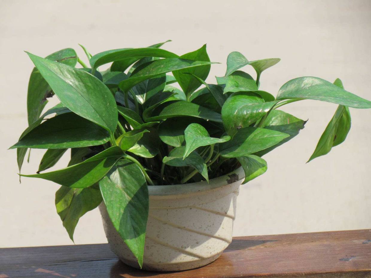 绿萝黄叶原因怎样处理,绿萝黄叶的正确方法