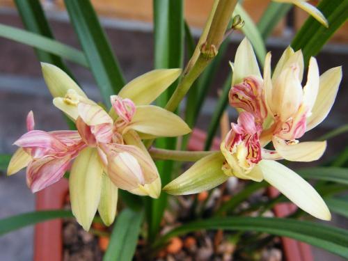 最好养的兰花四季兰,最好养的兰花四季兰品种