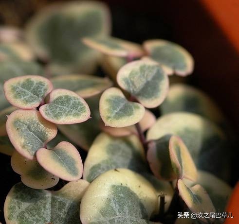 家里养了爱之蔓，不出两年就成了“浪漫满屋”