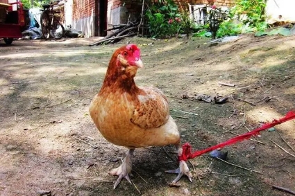 母鸡抱窝不醒怎么治,母鸡抱窝最快醒来解决方法