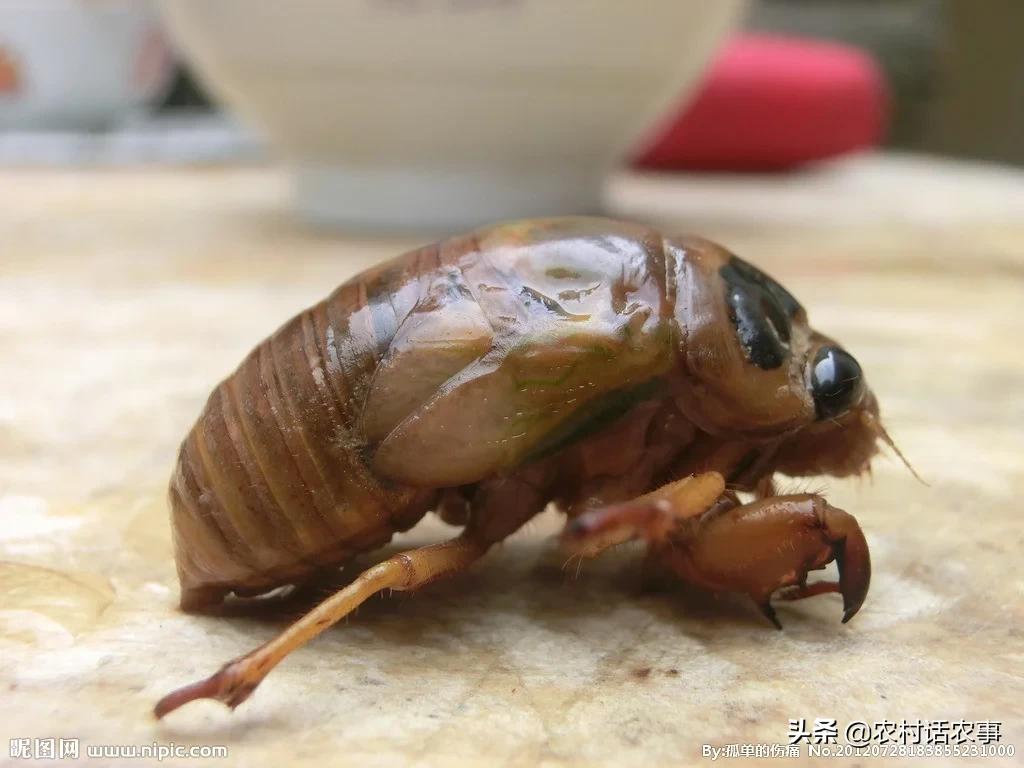 知了猴怎么逮才能逮最多,捉知了猴的秘诀