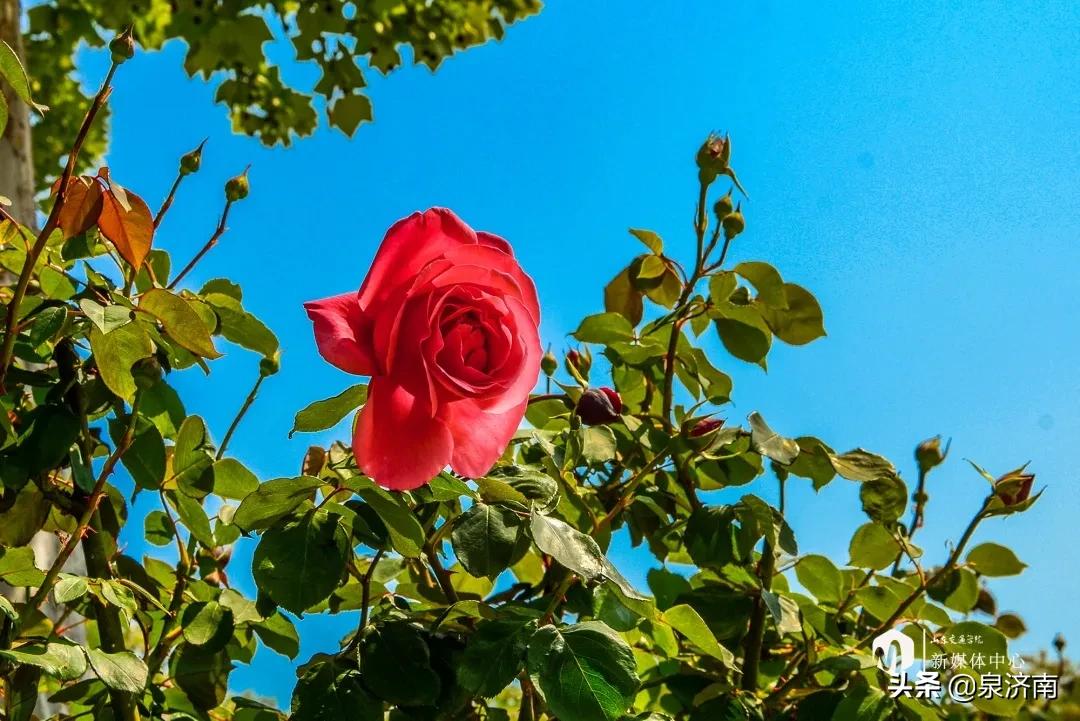 楂樻牎椋庨噰绯诲垪,楂樻牎椋庨噰灞曠ず瑙嗛