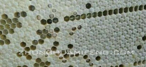 中蜂中囊病与白头蛹区别,中蜂白头蛹怎么治疗