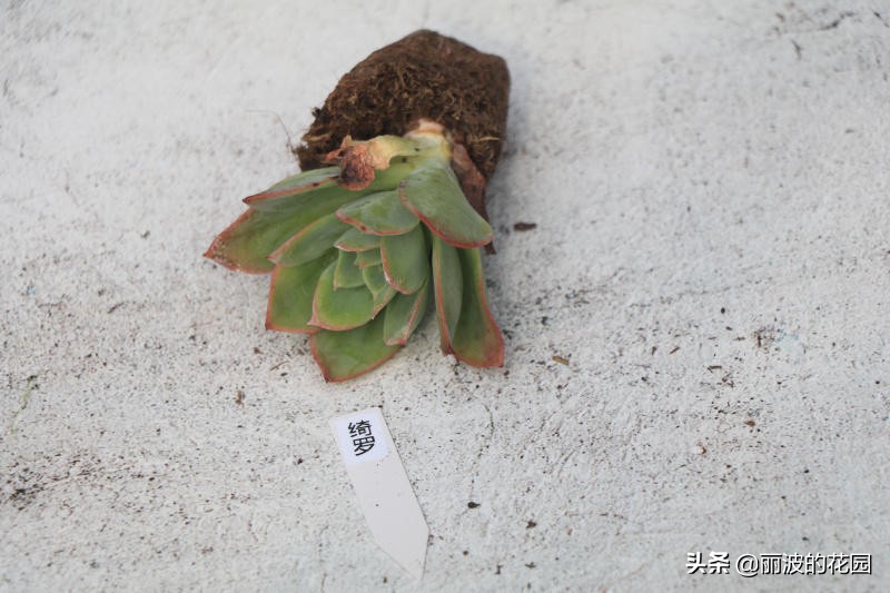 多肉植物绮罗怎么养好活,多肉绮罗怎么养才能爆盆