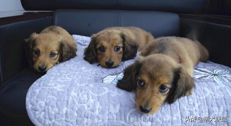 狗界最凶猛的犬,十大聪明名犬腊肠犬