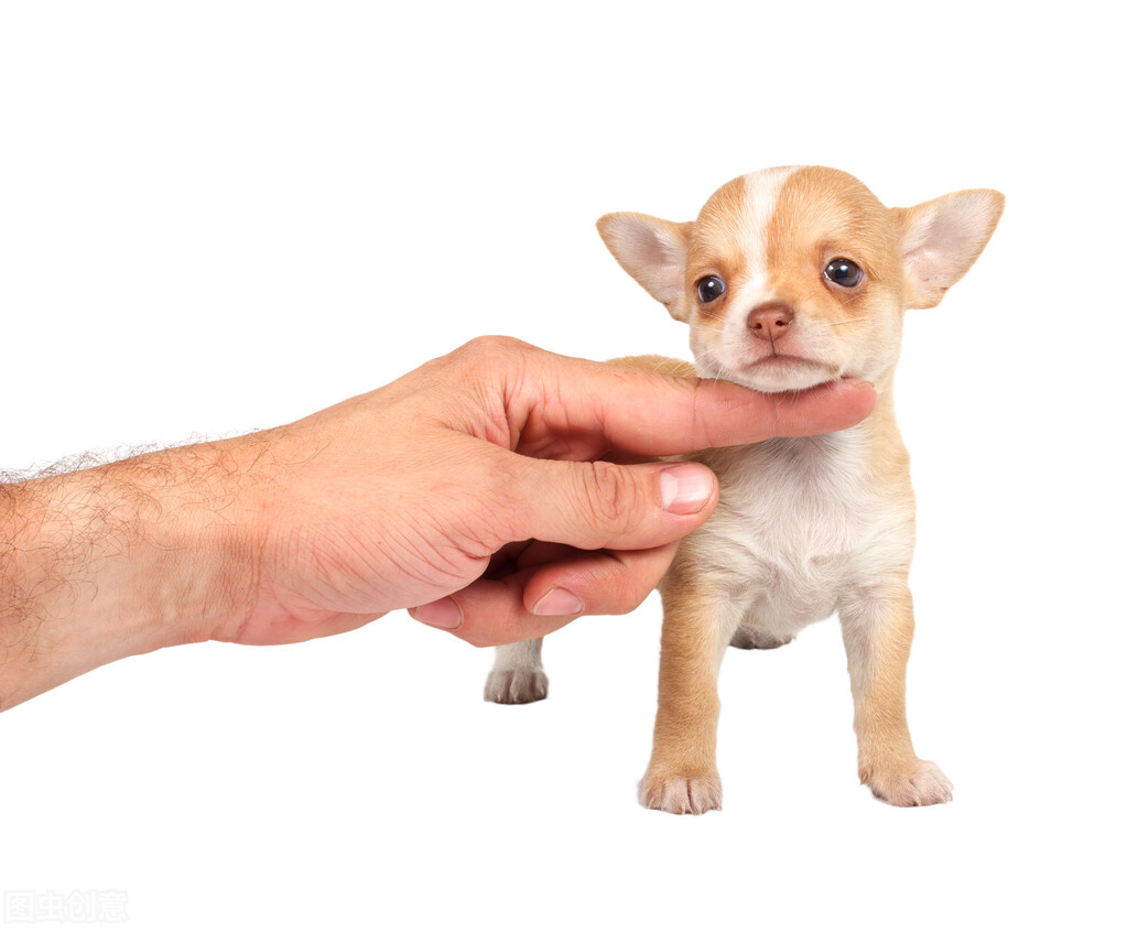 养宠小知识狗撒尿有血怎么治疗,养宠小知识狗突然大量掉毛怎么办