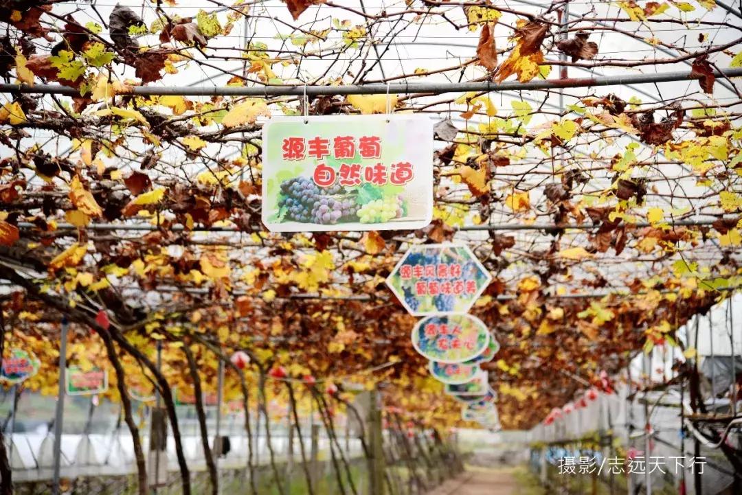 悠然三明：梅列瑞云山为佛，葡萄美酒配熏鸭