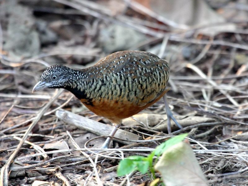 罕见！十堰首次城区出现黄脚三趾鹑为何会出现在城区？如何救助？