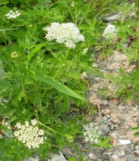 十种动植物名称及特征,动植物植物知识科普大全