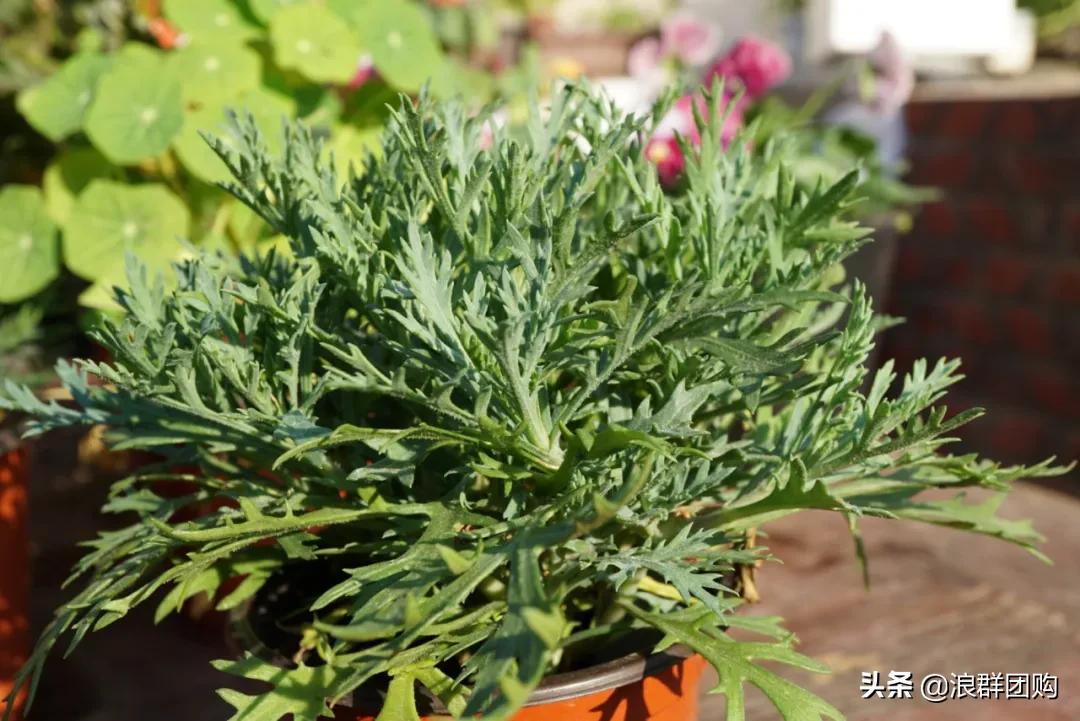 玛格丽特从打顶到爆盆，干货分享