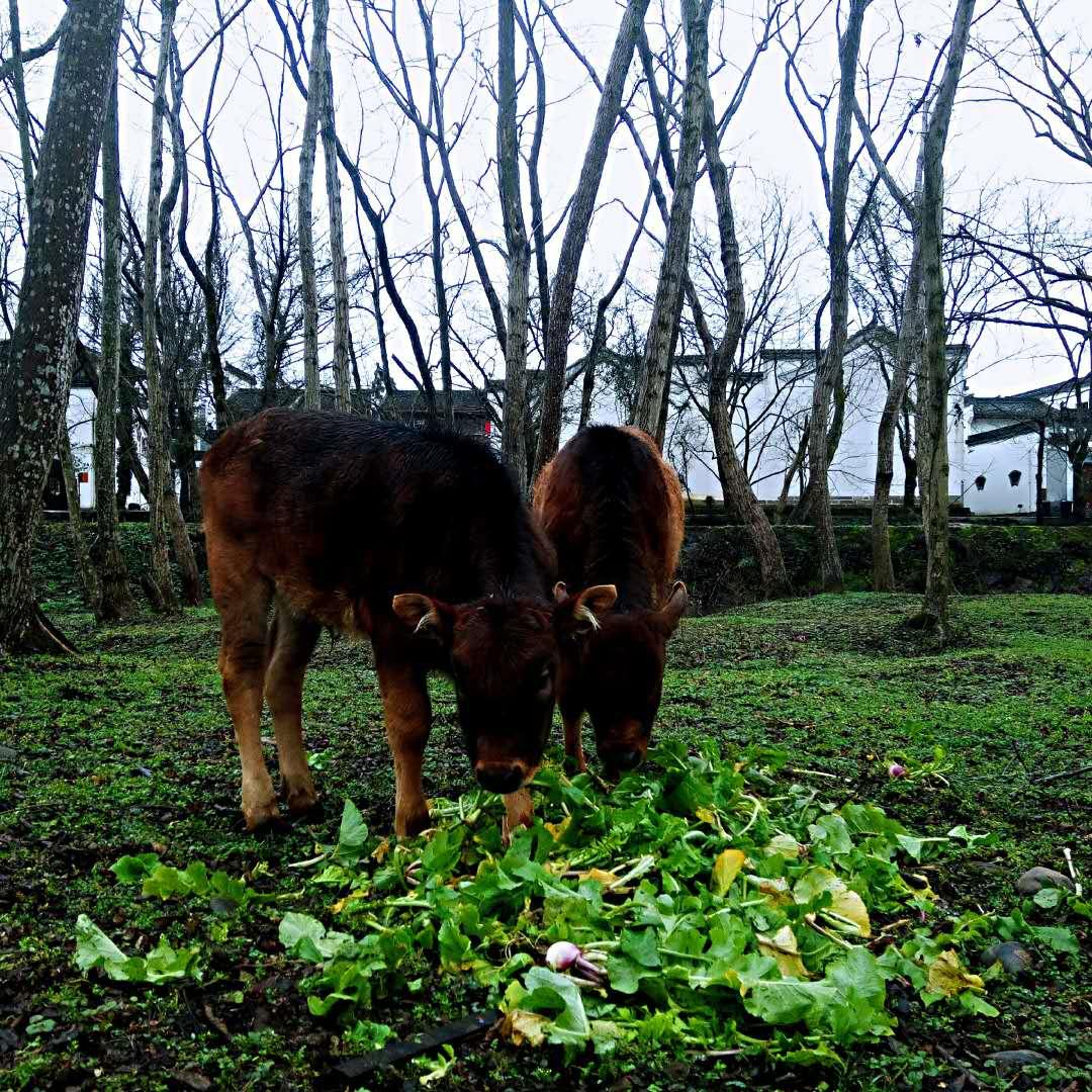 黄山市谭家桥特色小镇建设进度,黄山市的特色小镇