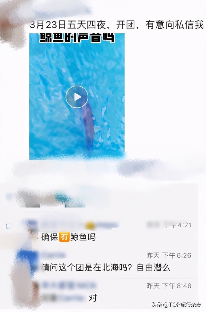 北海游玩观鲸,广西观鲸