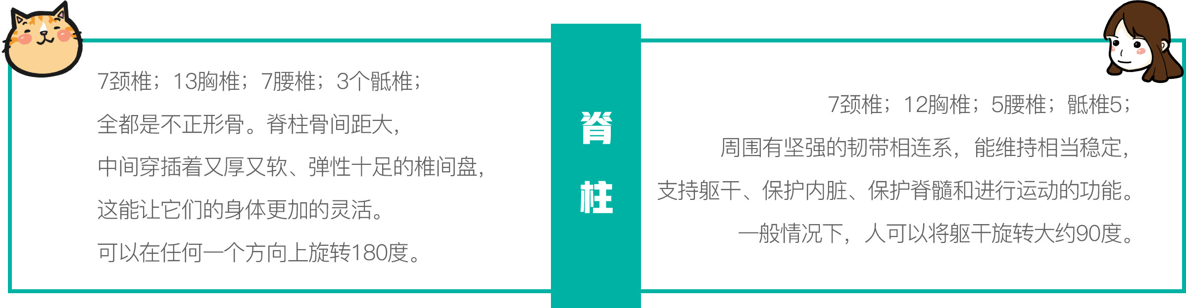 只需一个容器，你就能收获一滩“液体猫”