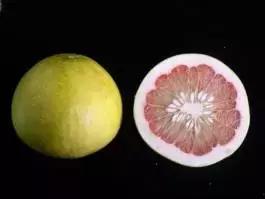 柑橘新优优缺点,设施柑橘新品种优缺点