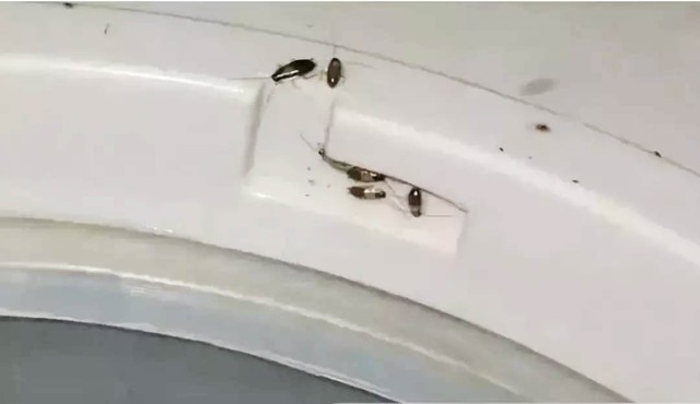 饮水机里有蟑螂会进水箱吗,柜式饮水机进蟑螂