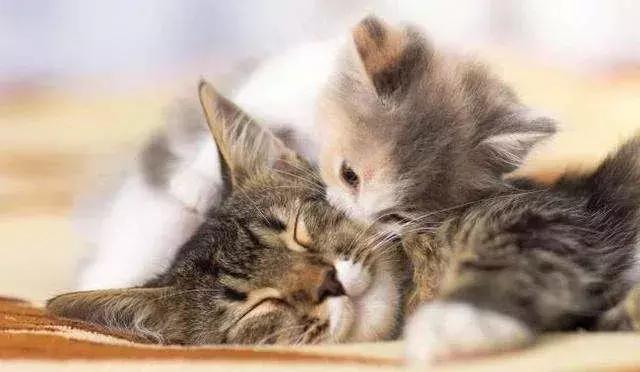 猫咪生病了带它去医院,猫咪生病去医院检查流程