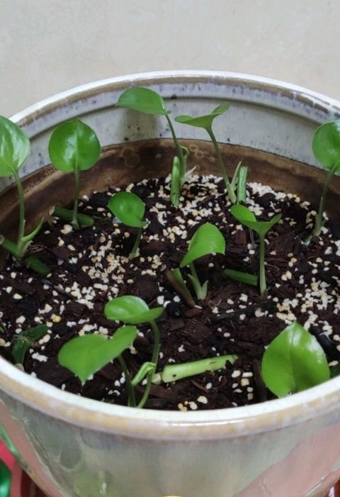 绿萝根部冻伤了怎么补救,绿萝冻伤叶子全部剪掉