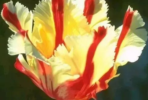 盘点世界各国国花中国国花,各国国花的图片大全