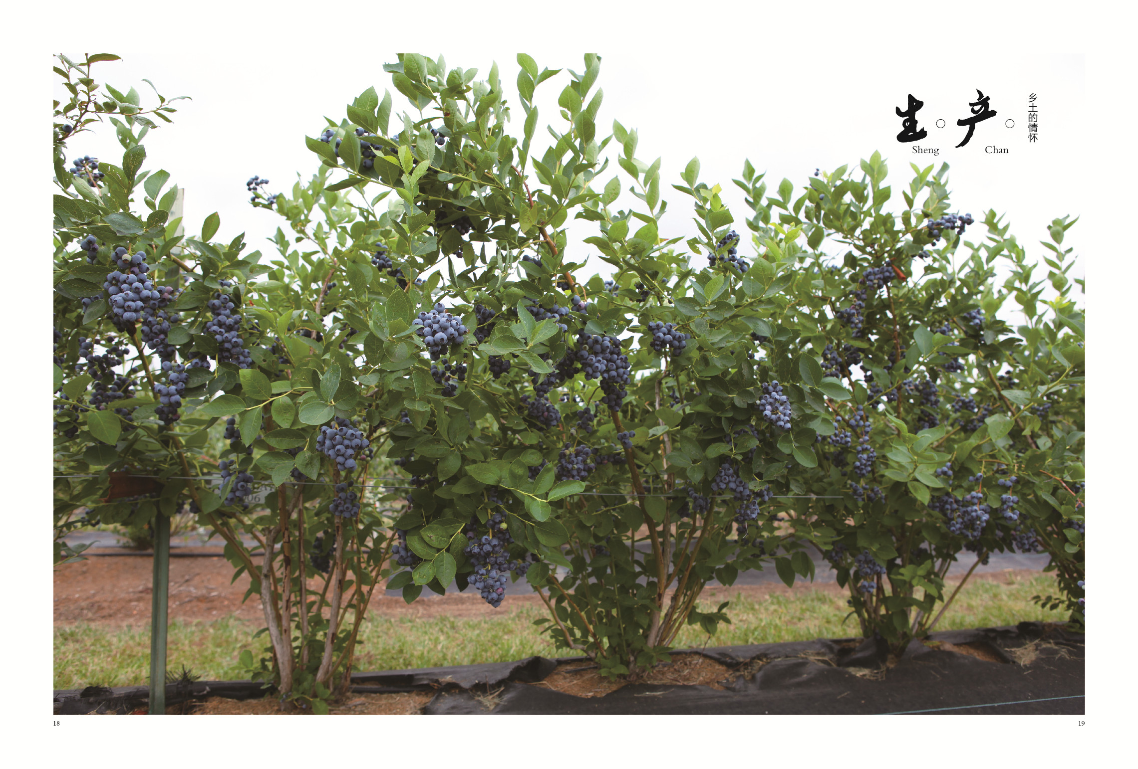 辽宁省大营镇：飞瀑流泉的“水世界”