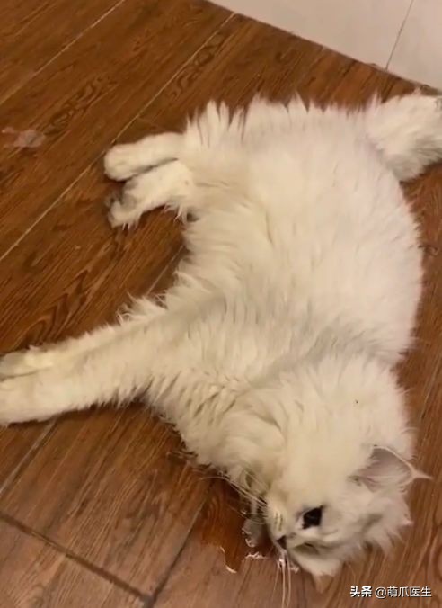 猫吃猫粮死了,go猫粮致猫死亡天猫国际回应