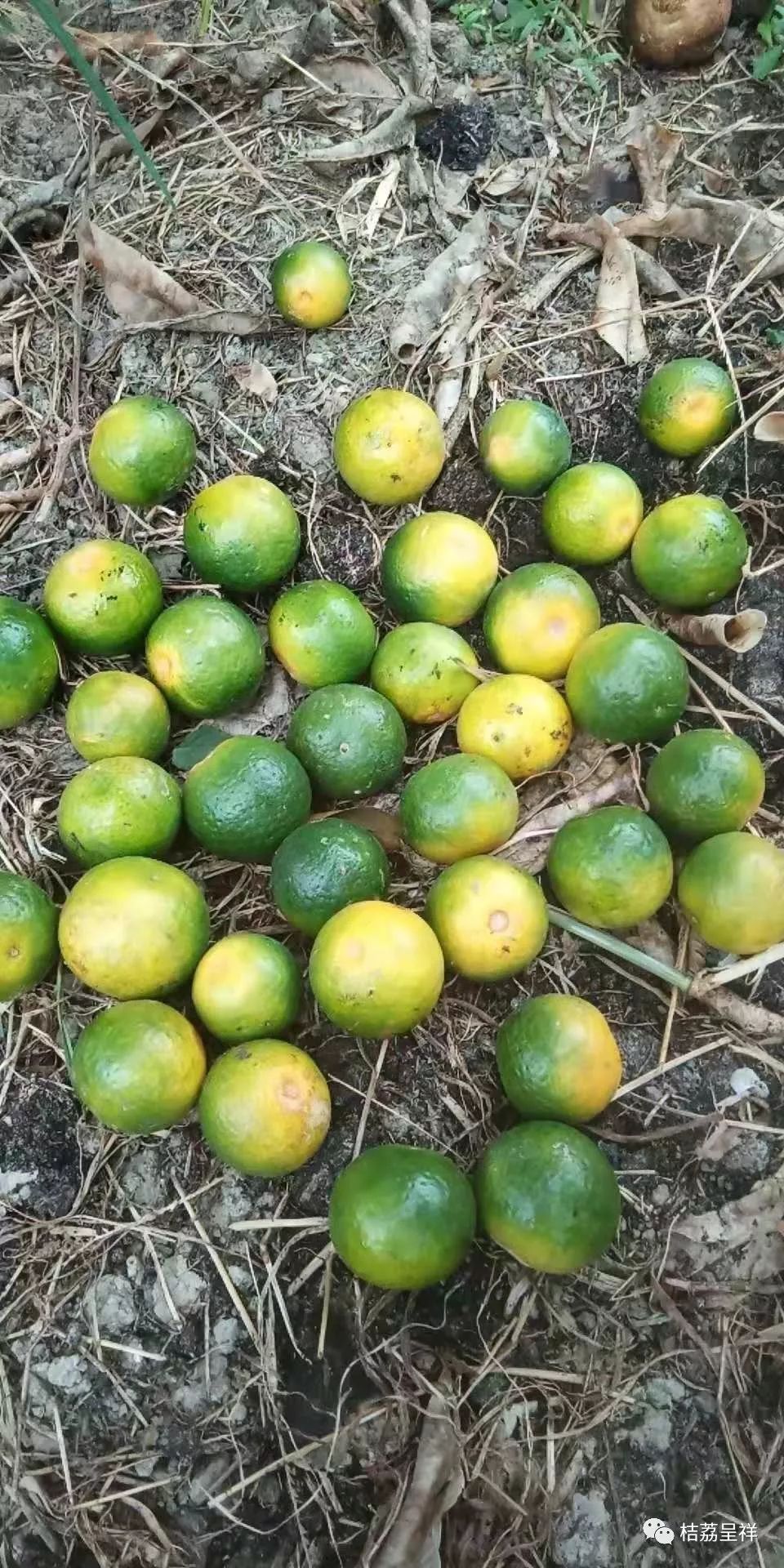 今年柑桔春季管理,柑桔种植全年管理计划