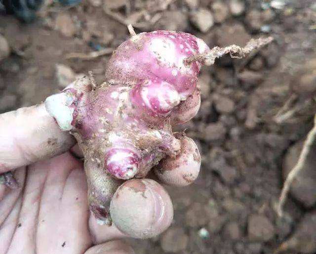 怎样种下去的雪莲果收的多,种植雪莲果是单棵好还是多棵好
