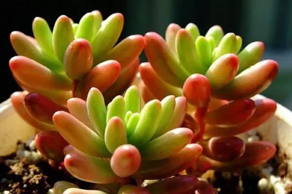 虹之玉变成绿色是什么原因,虹之玉叶片变黑是怎么回事