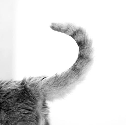 猫咪尿闭和拉稀怎么区分,拽猫尾巴拉稀