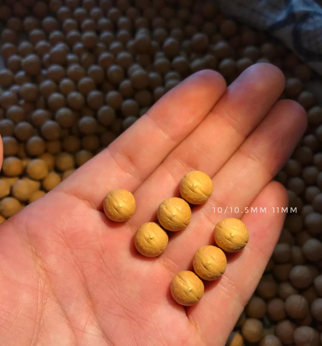 巧克力色的凤眼能盘成牛津红吗,为什么有的凤眼盘不红