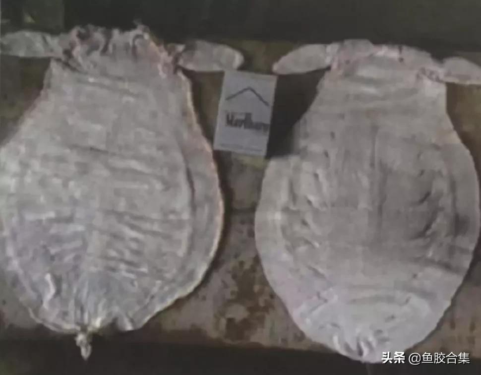 赤嘴鳘鱼鱼胶的功效和作用,赤嘴鱼胶的功效测评