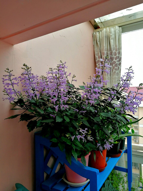 6种“健康花”，卧室一放，废气吸光，不失眠，睡觉香