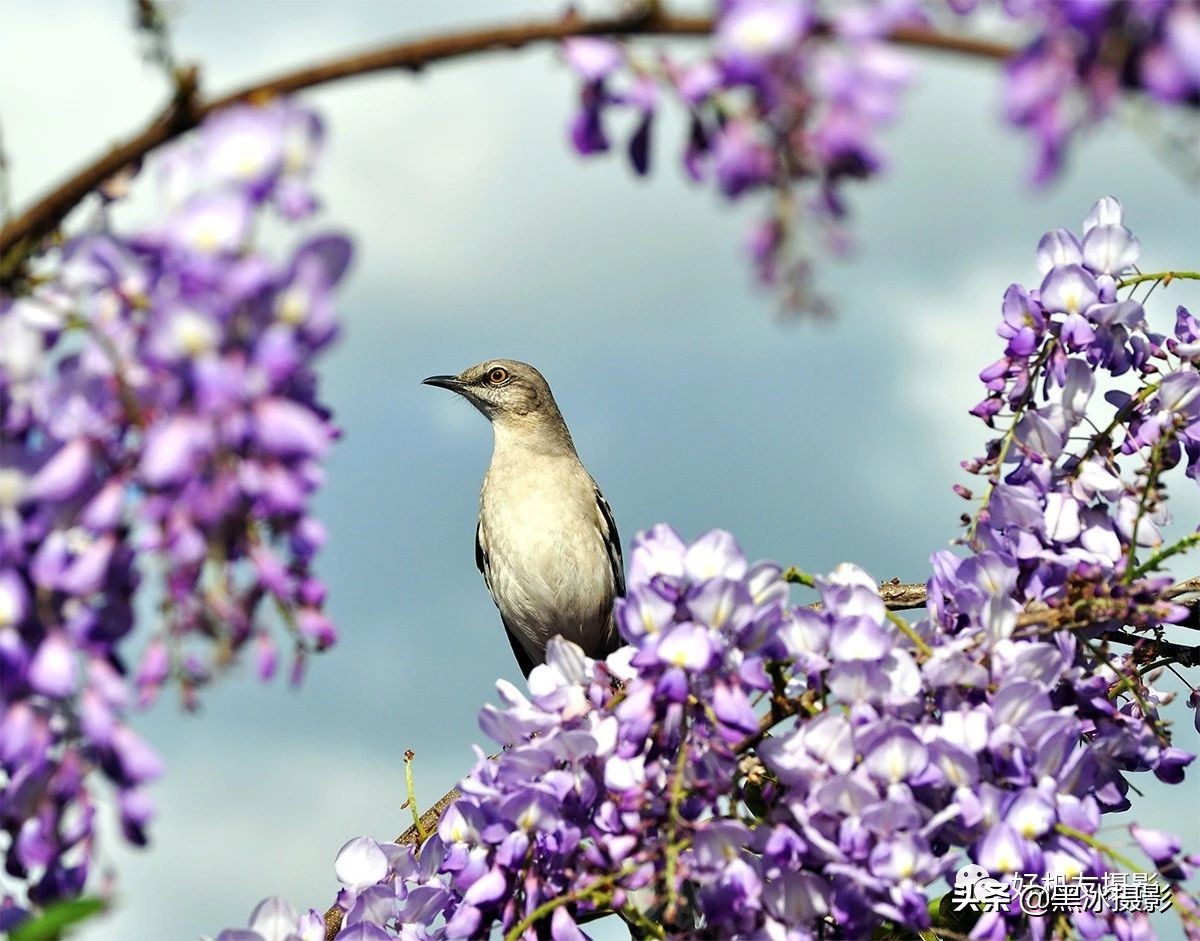 超广角和长焦镜头哪个更实用,广角镜头和长焦镜头优缺点